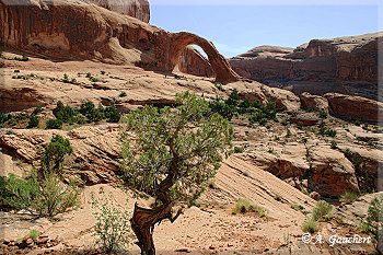 Umgebung Corona Arch